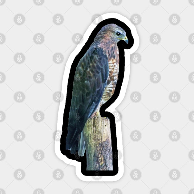 Perigrine Falcon Sticker by Lynn